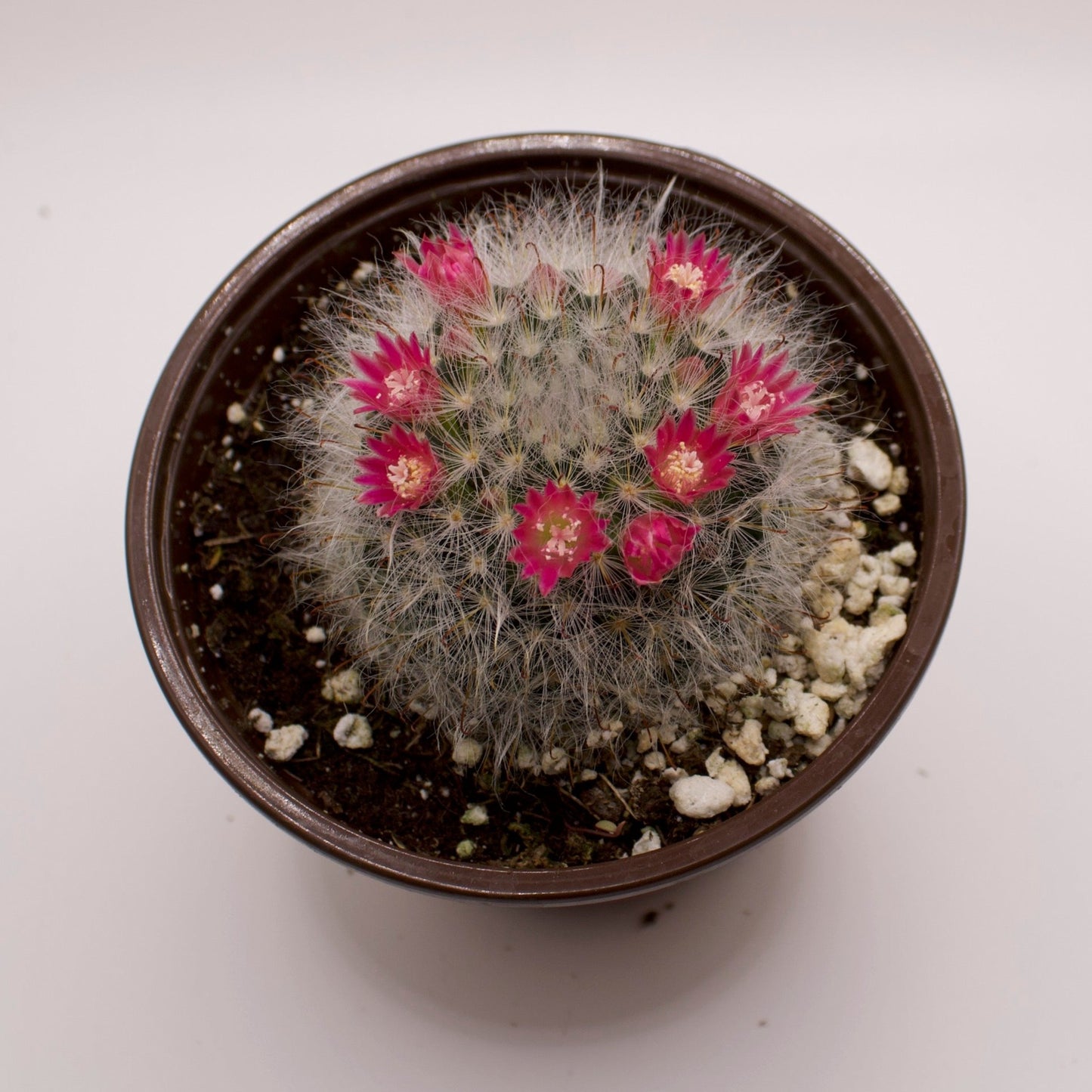 Mammillaria Powder Puff Cactus