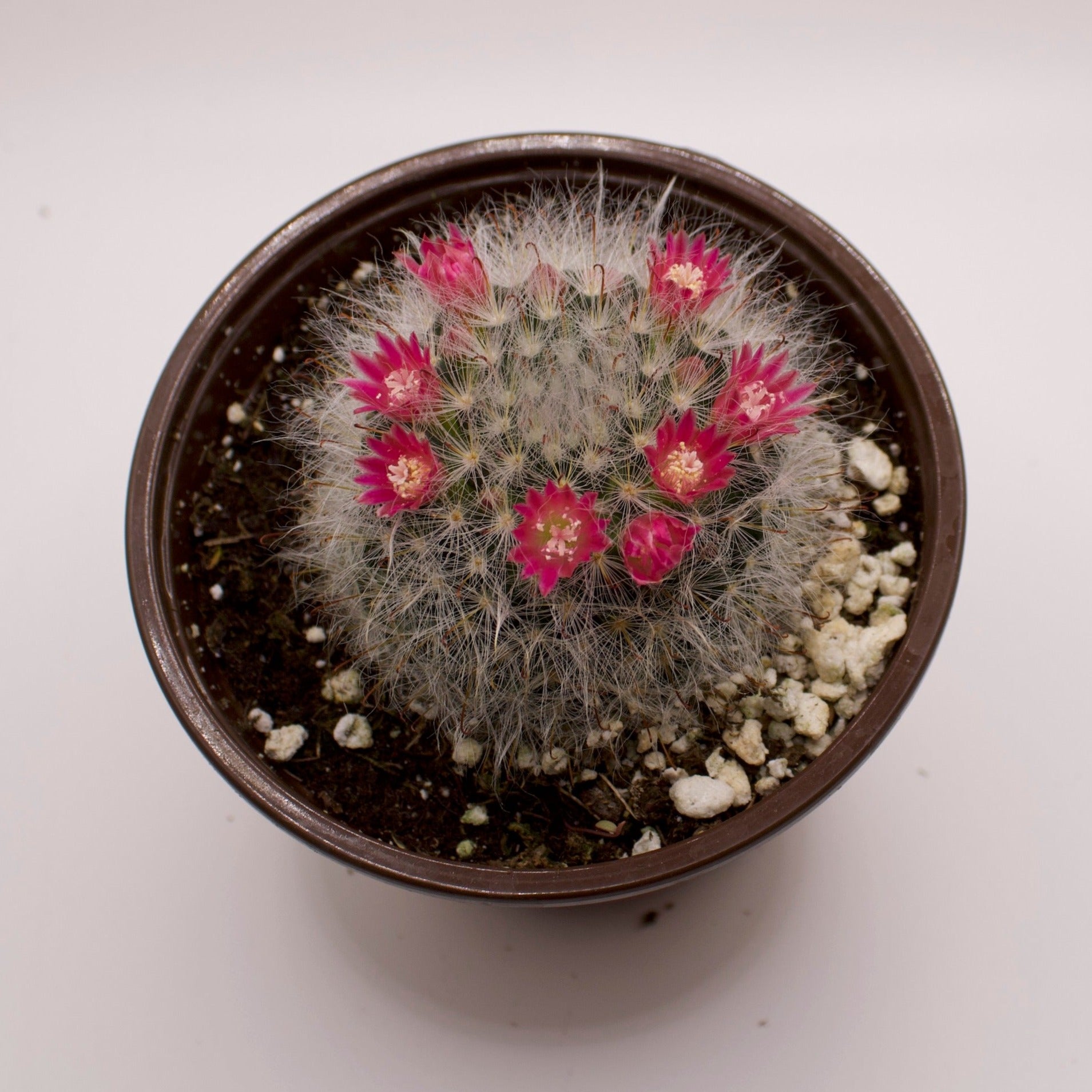 powderpuff cactus Mammillaria Powder Puff Cactus