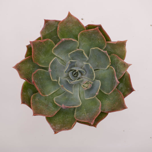 Echeveria Iron Claw