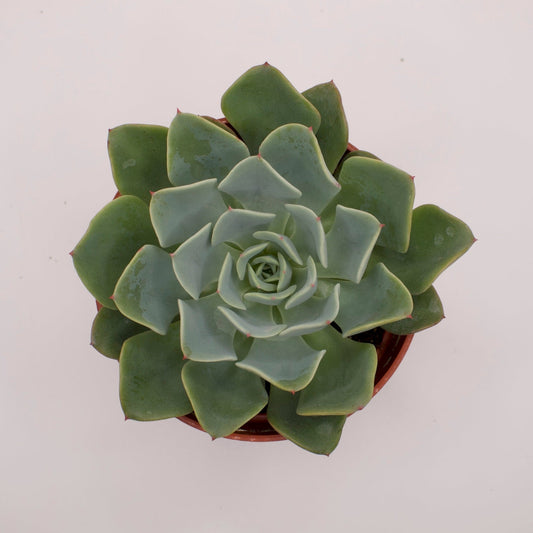 Echeveria Orpet