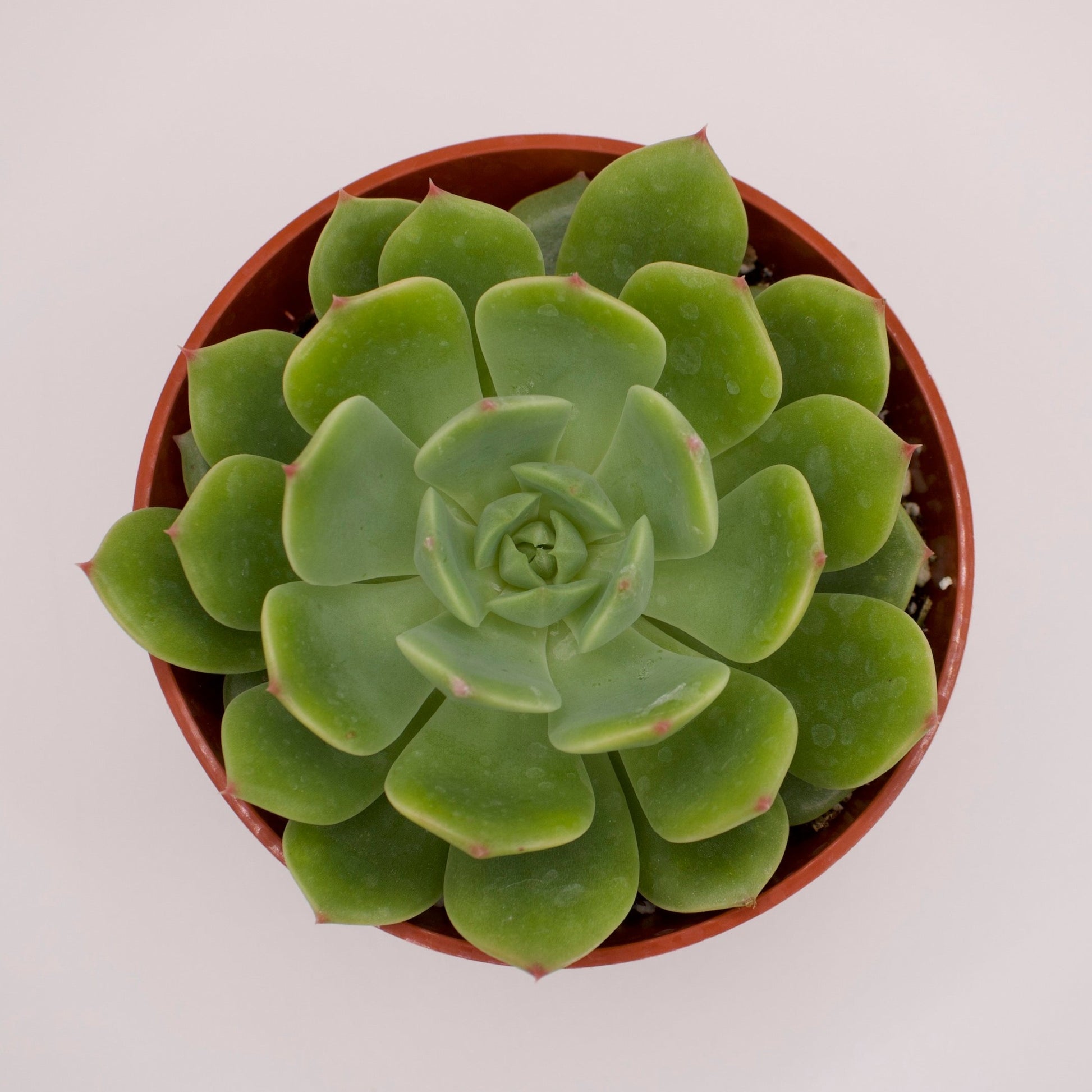 ramillette succulent Echeveria Ramillette – Perfectly Rooted Succulents