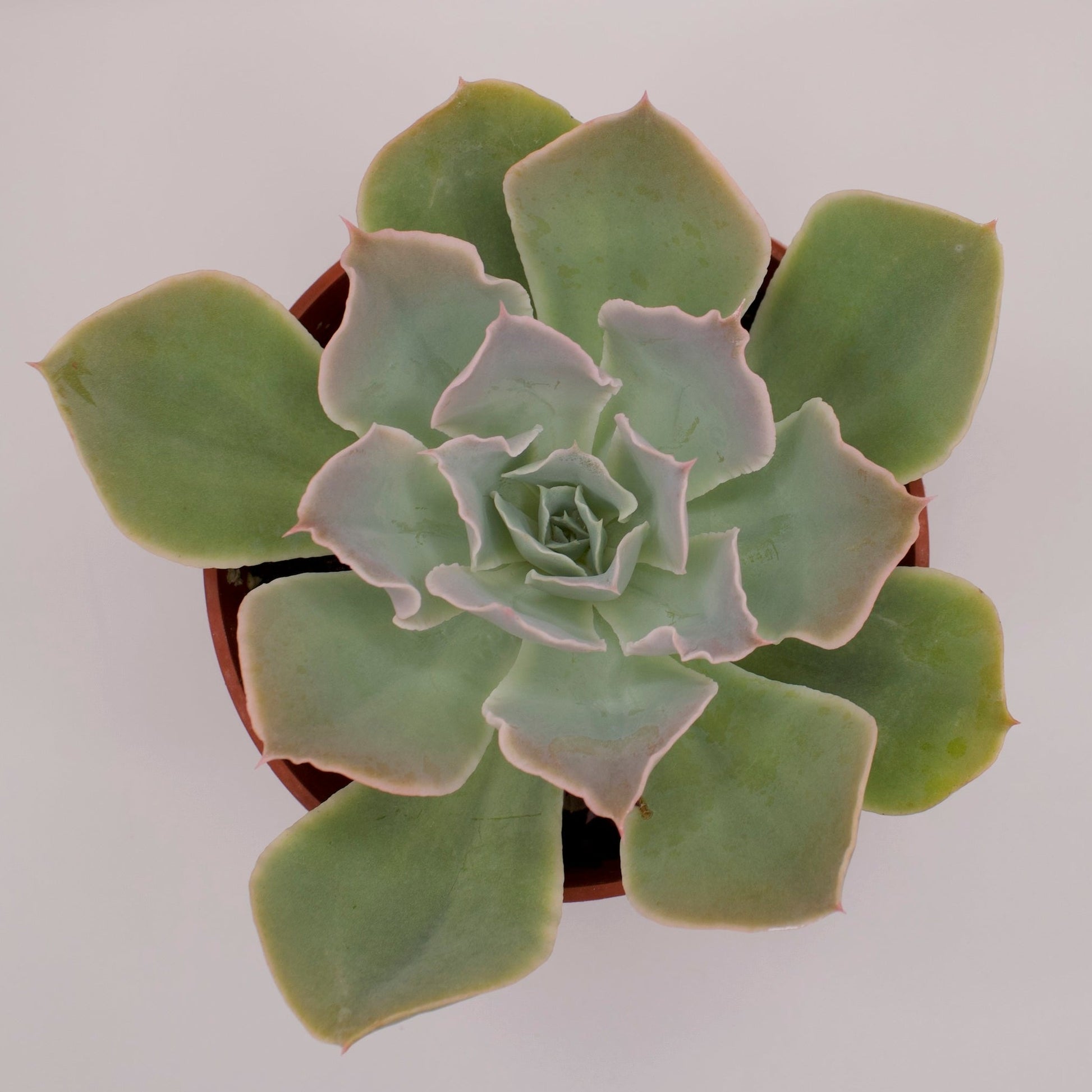 domingo succulent Echeveria Domingo – Perfectly Rooted Succulents
