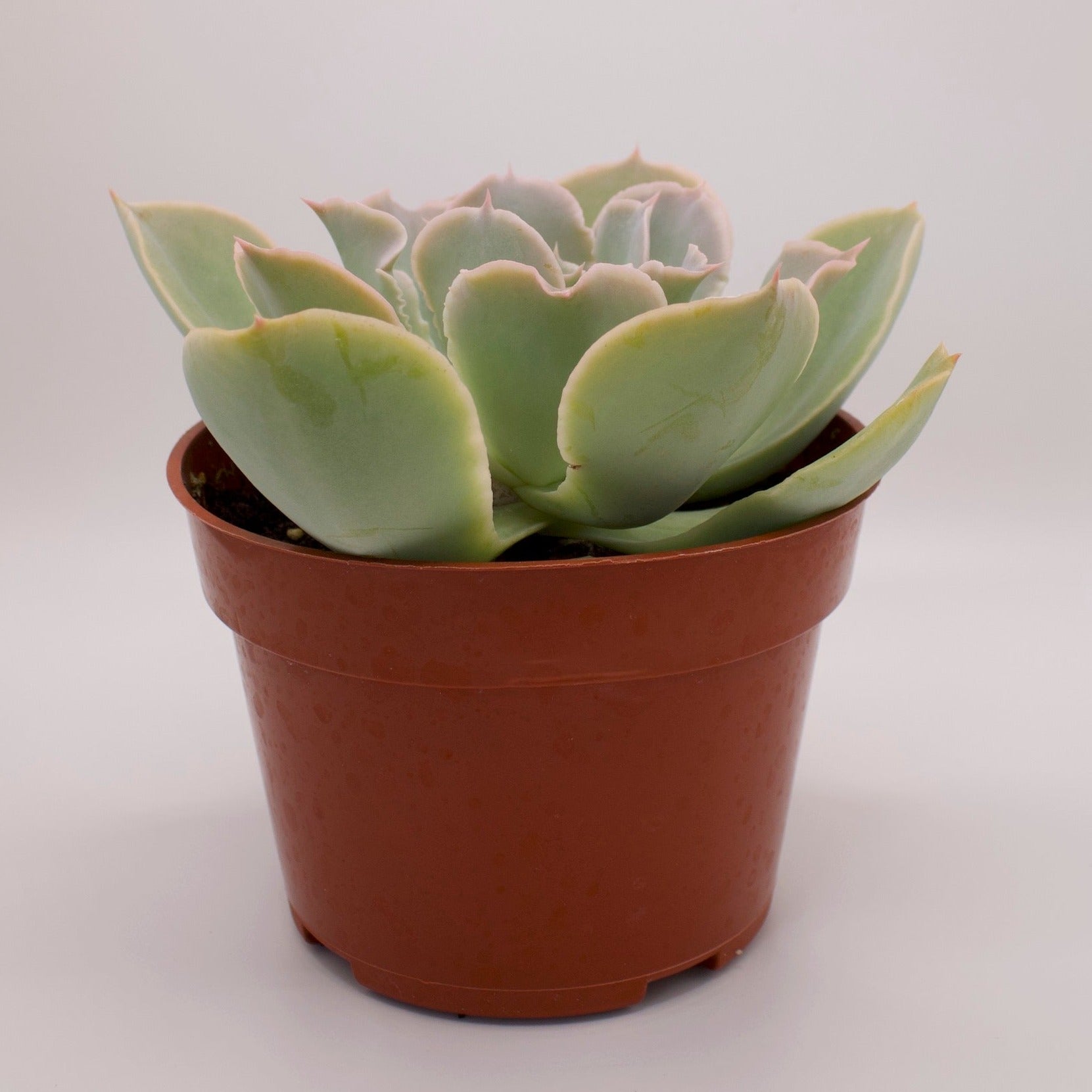 domingo succulent Echeveria Domingo – Perfectly Rooted Succulents