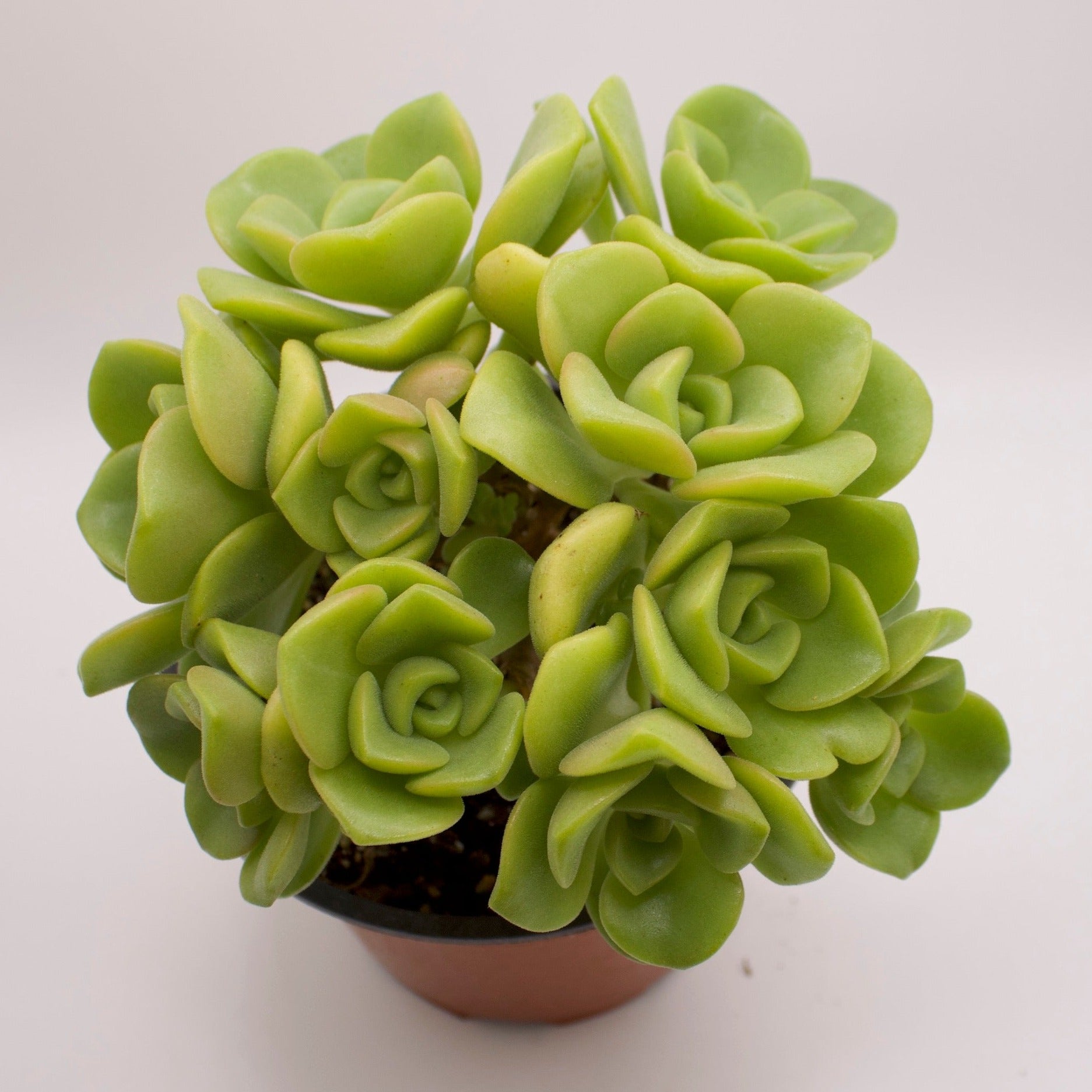 lily pad succulent Aeonium Lily Pad – Perfectly Rooted Succulents