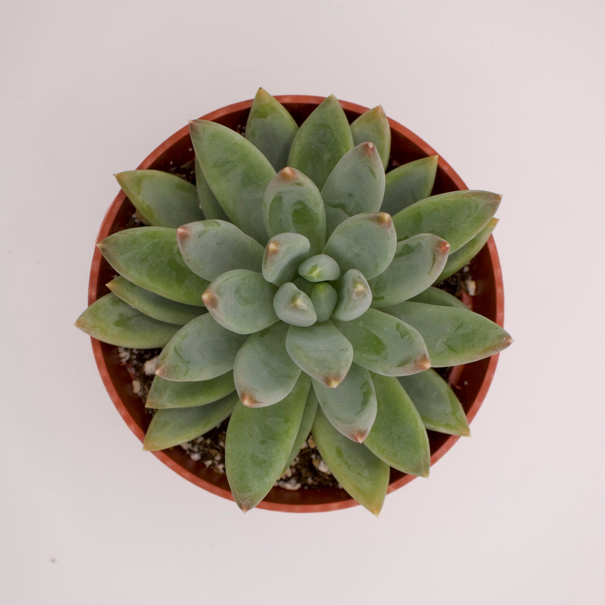 little jewel succulent plant Pachyveria Little Jewel – Perfectly Rooted Succulents