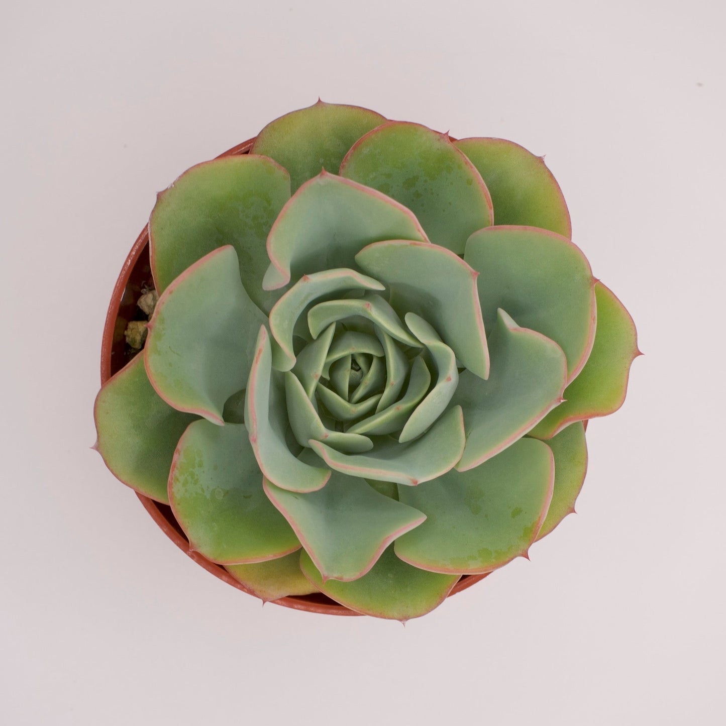 Echeveria Atlantis