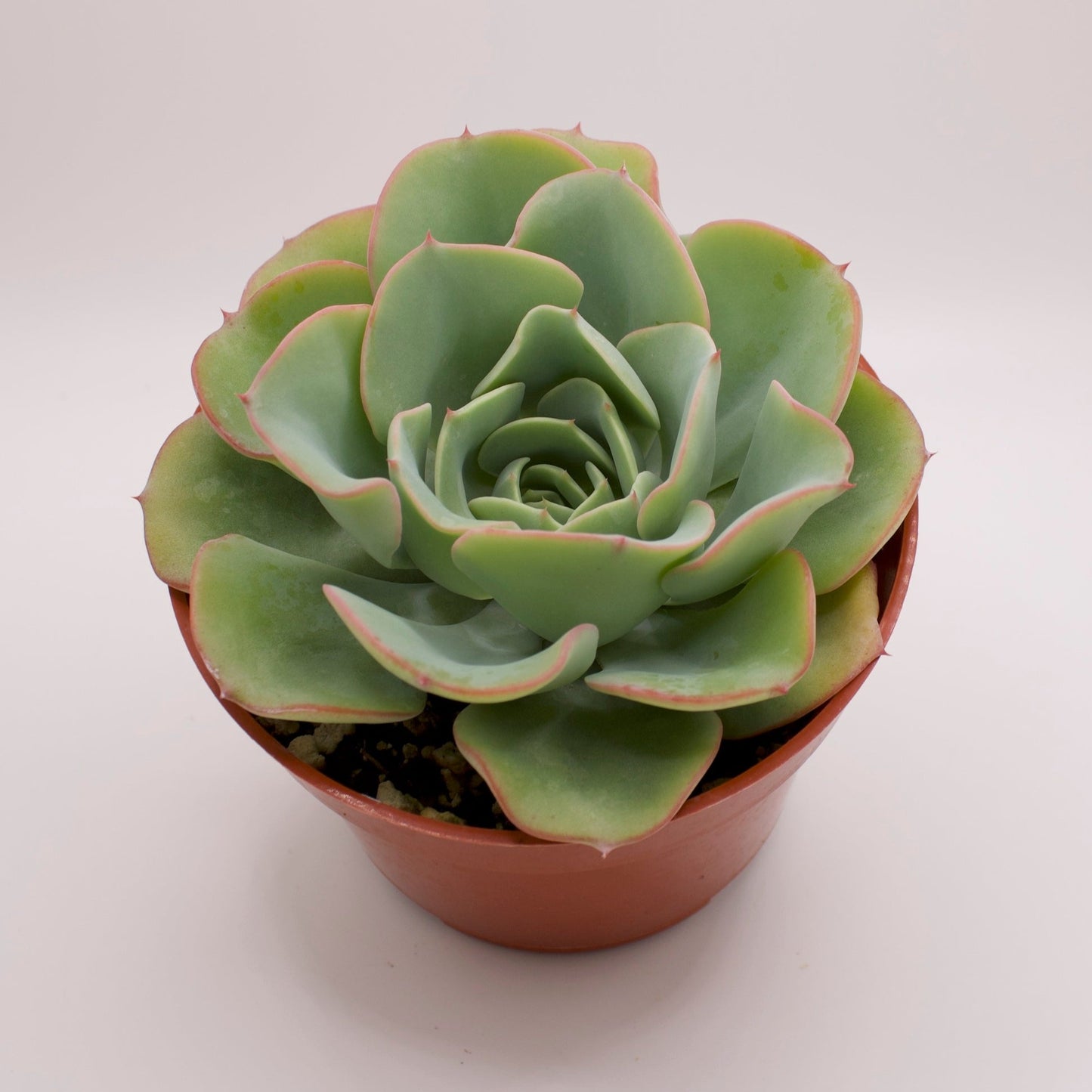 Echeveria Atlantis