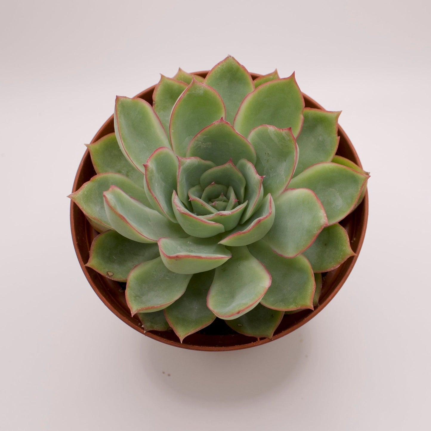 esther succulent Echeveria Esther – Perfectly Rooted Succulents