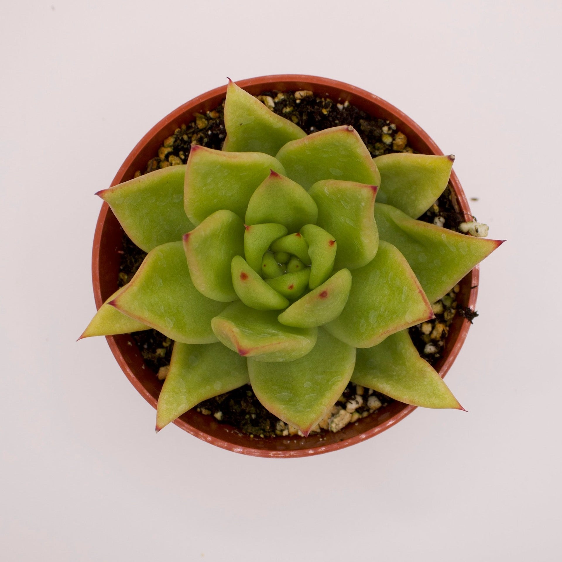 echeveria lipstick succulent Echeveria Lipstick Agavoides – Perfectly Rooted Succulents