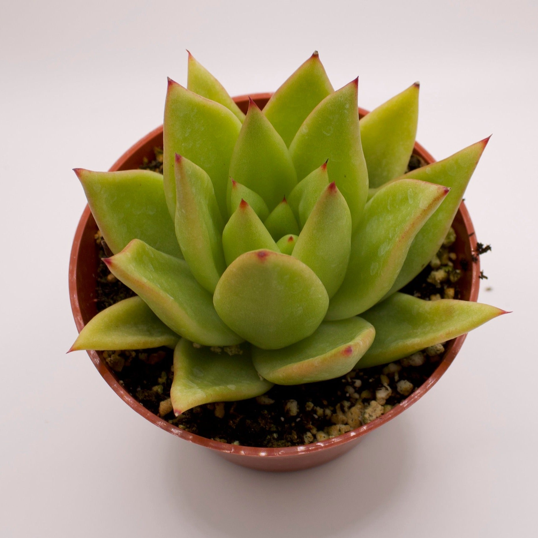 echeveria lipstick succulent Echeveria Lipstick Agavoides – Perfectly Rooted Succulents