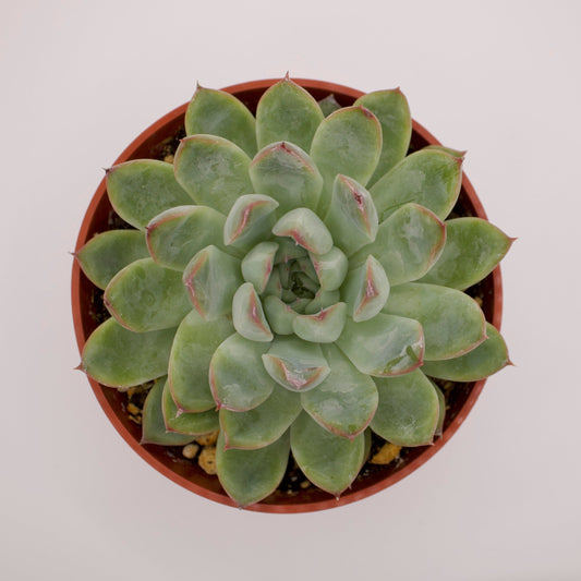 Echeveria Pulidonis