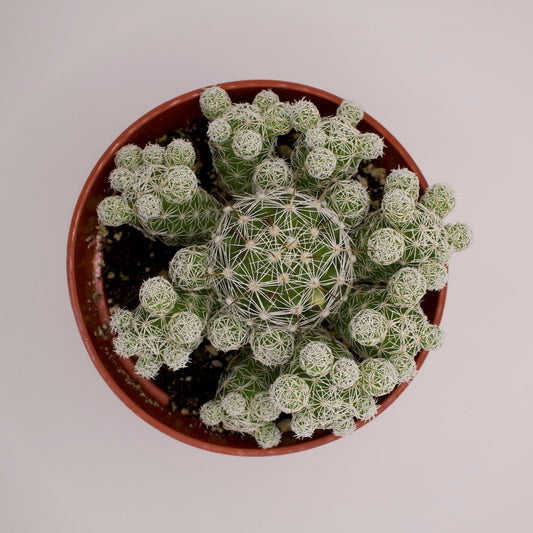 Mammillaria Thimble Cactus