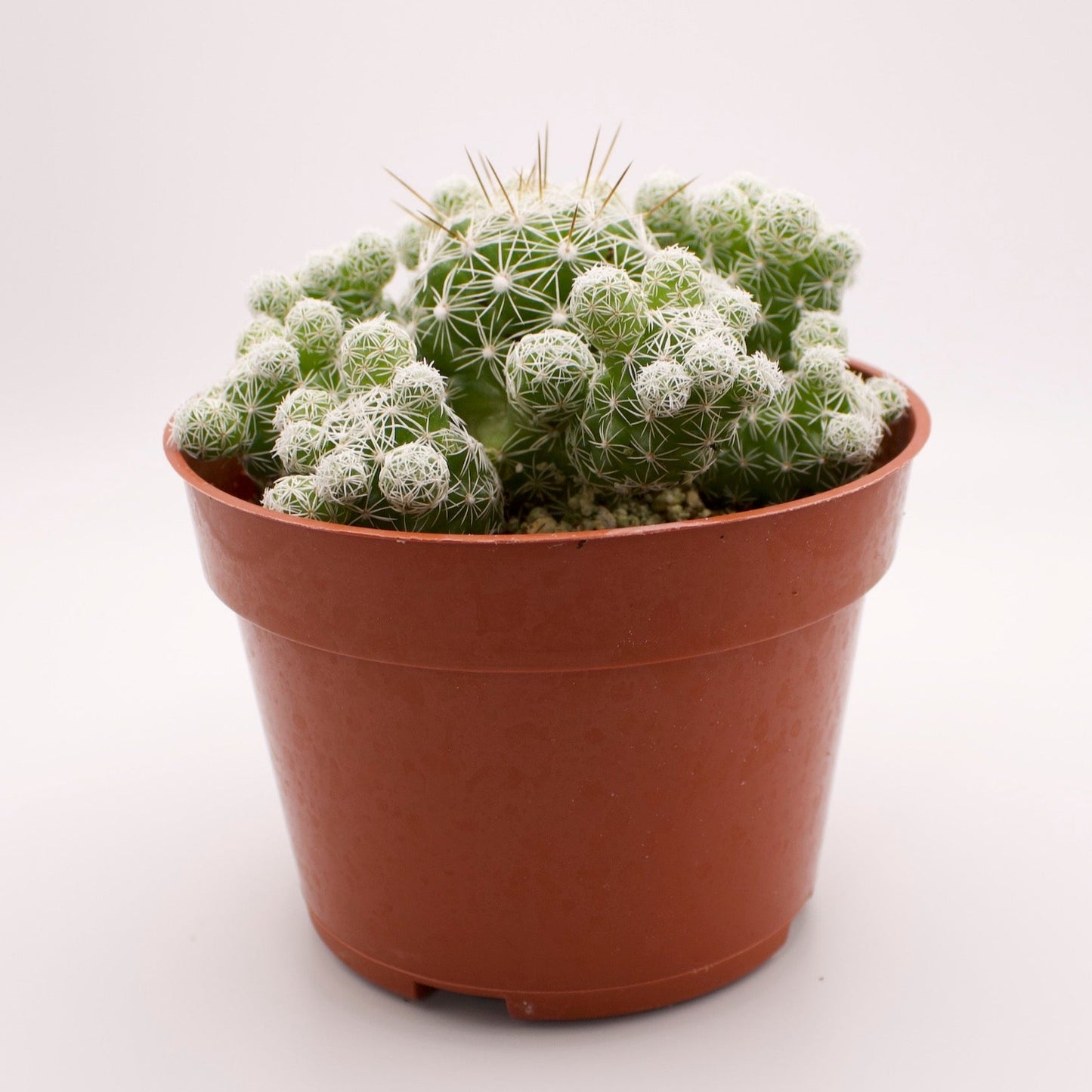 Mammillaria Thimble Cactus