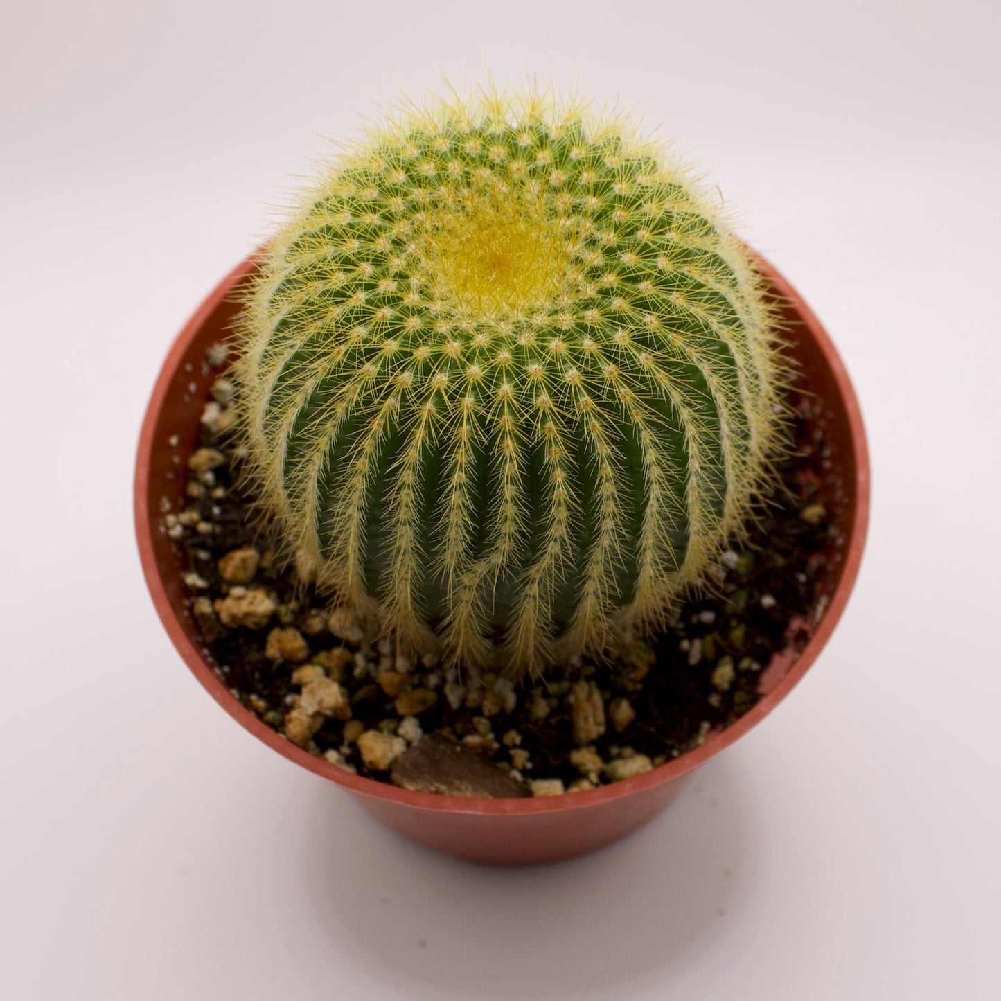Parodia Golden Ball Cactus
