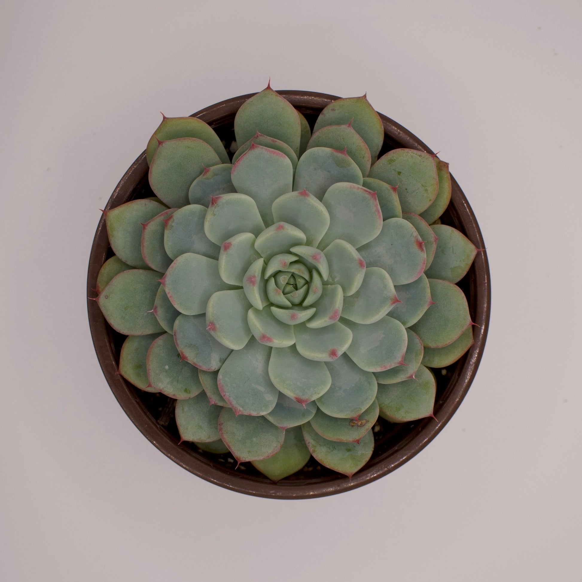minima succulent Echeveria Minima – Perfectly Rooted Succulents