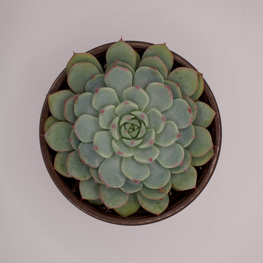 Echeveria Minima