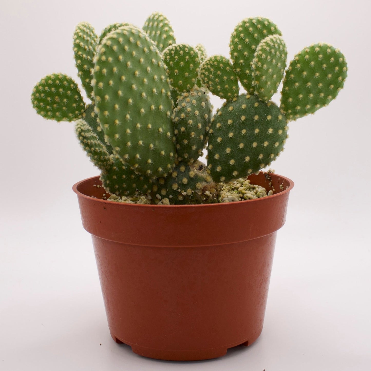 Opuntia Bunny Ears Cactus