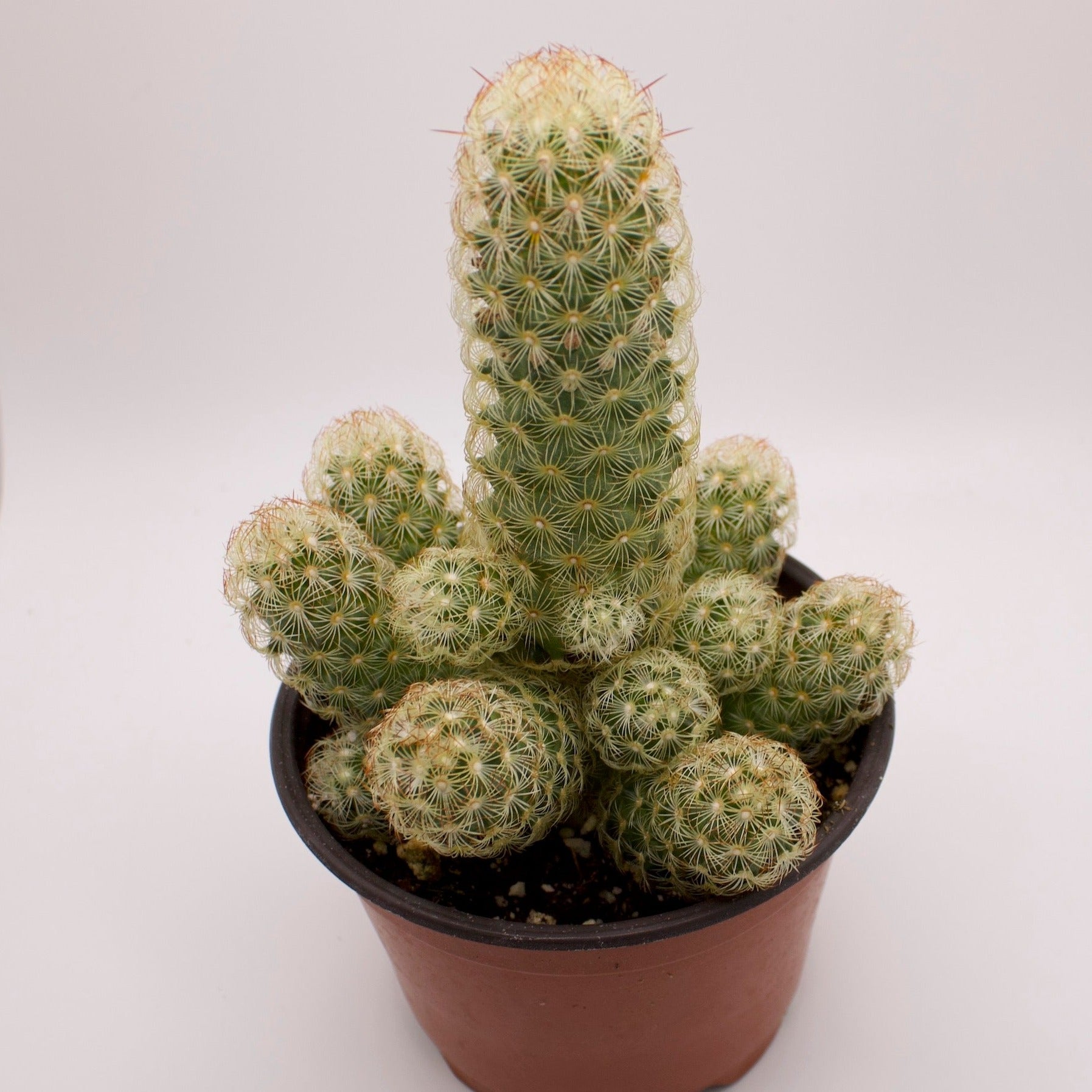 finger cactus succulents Mammillaria Lady Finger Cactus – Perfectly Rooted Succulents
