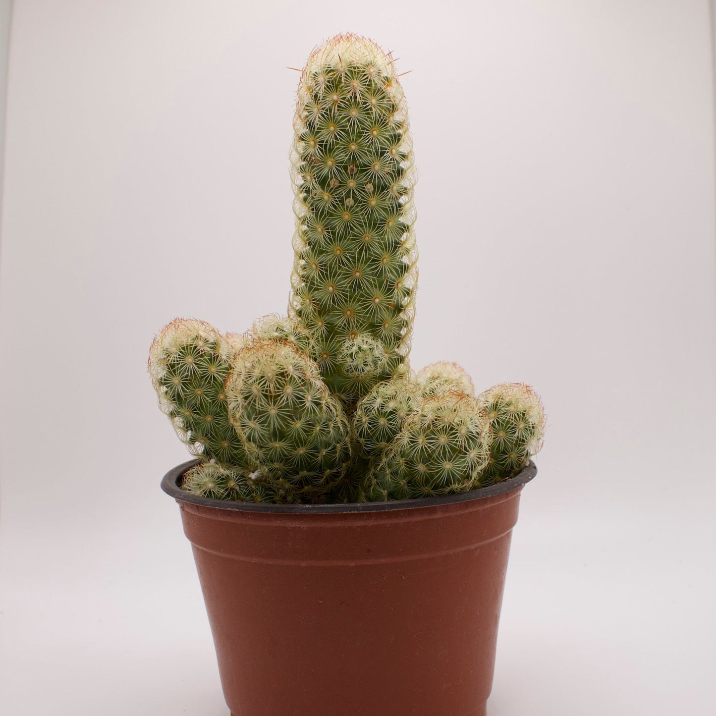 Mammillaria Lady Finger Cactus