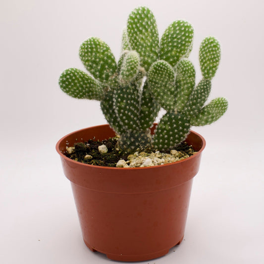 Opuntia White Bunny Ears Cactus