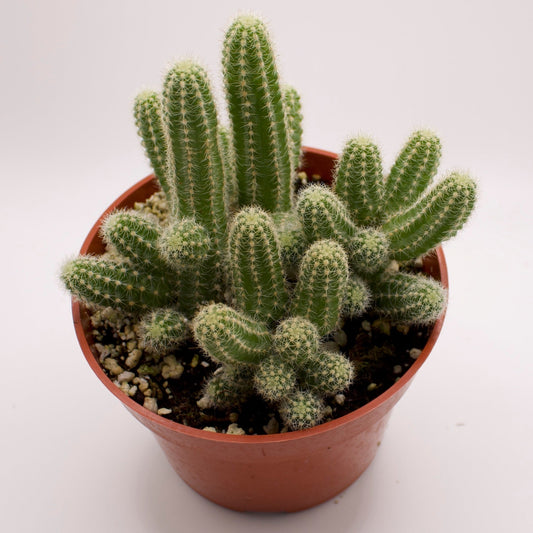 Echinopsis Peanut Cactus