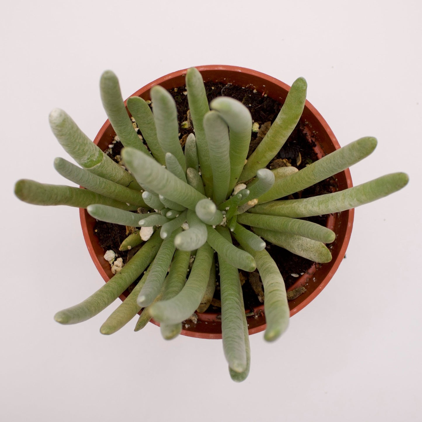 Senecio Scaposus