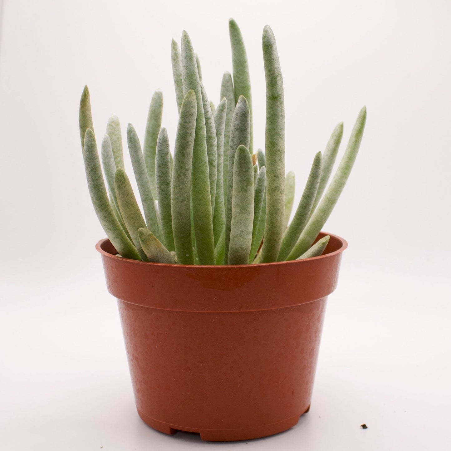 Senecio Scaposus