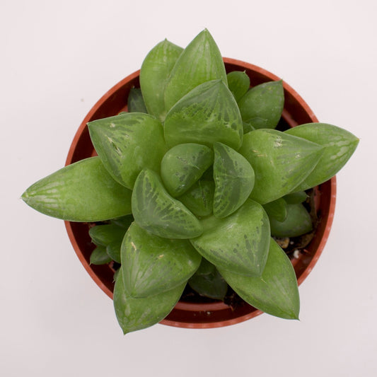 Haworthia Star Window Plant