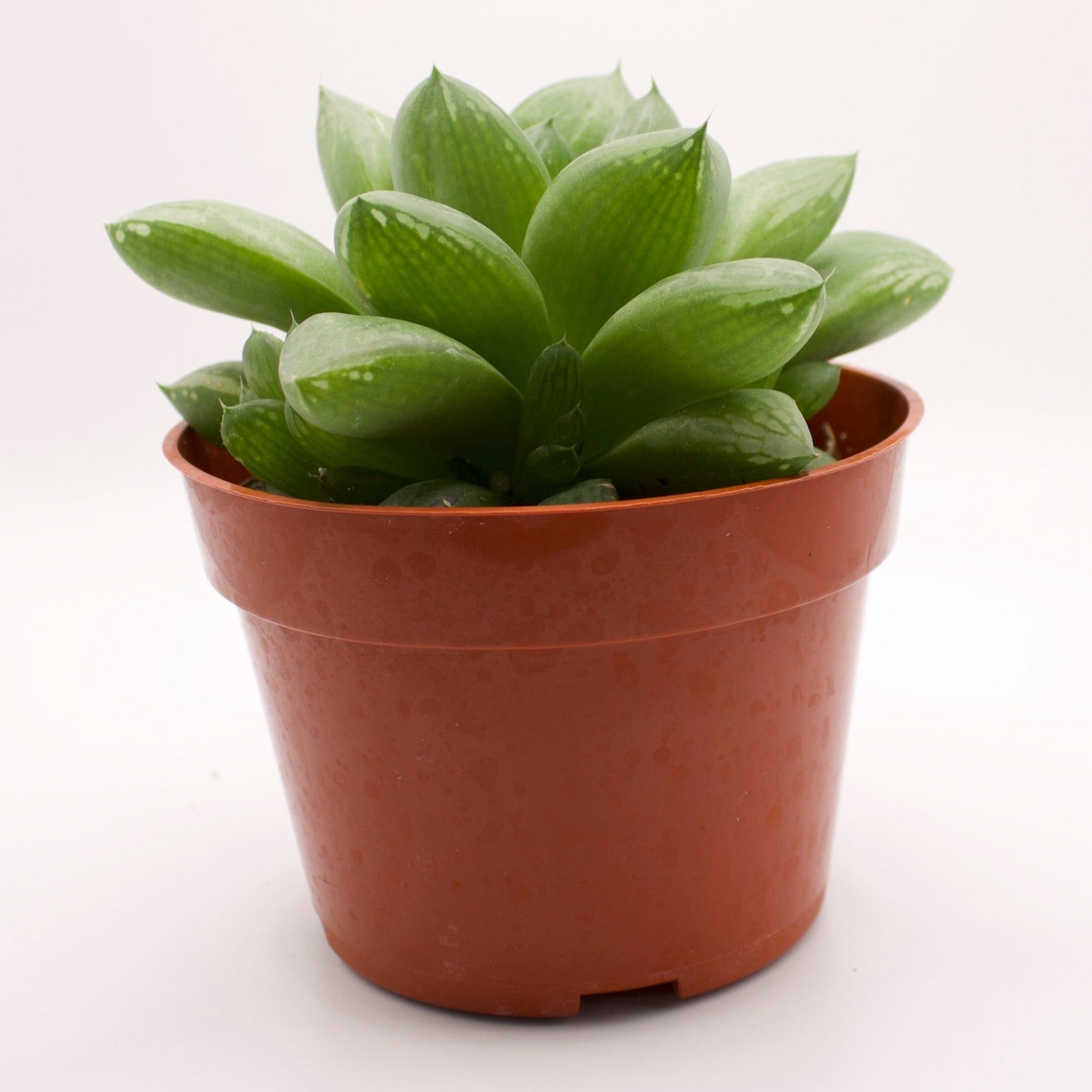 star window succulent Haworthia Star Window Plant – Perfectly Rooted Succulents