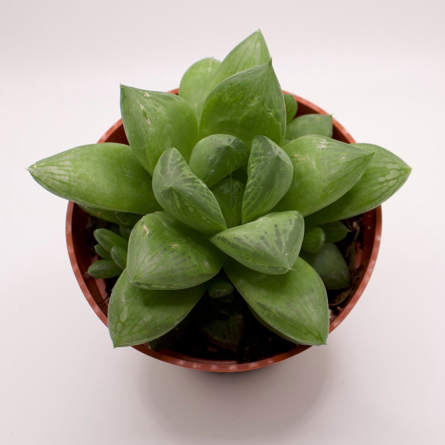 Haworthia Star Window Plant