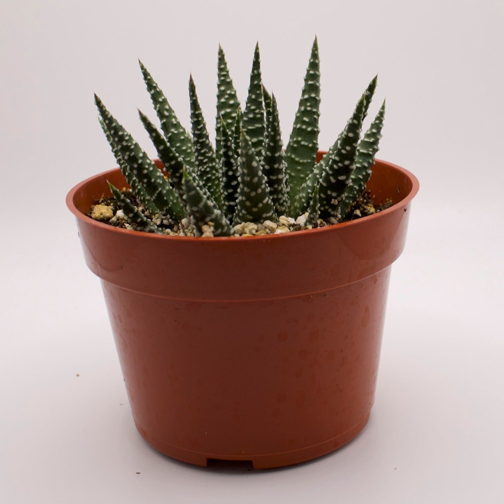 pointy succulent with white spots Haworthia Royal Albert – Perfectly Rooted Succulents