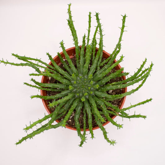 Euphorbia Flanaganii