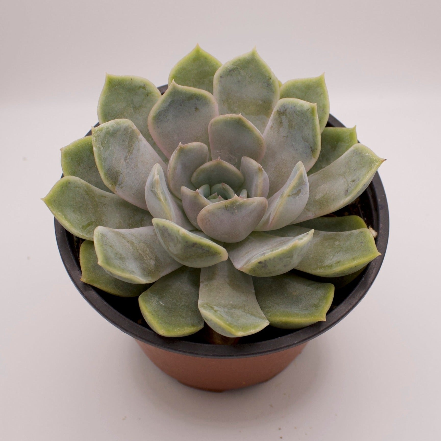 echeveria orion succulent Echeveria Orion – Perfectly Rooted Succulents