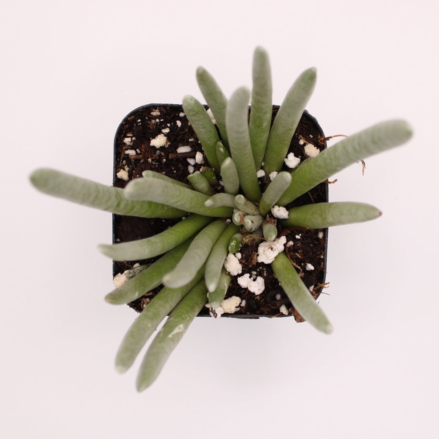 Senecio Scaposus