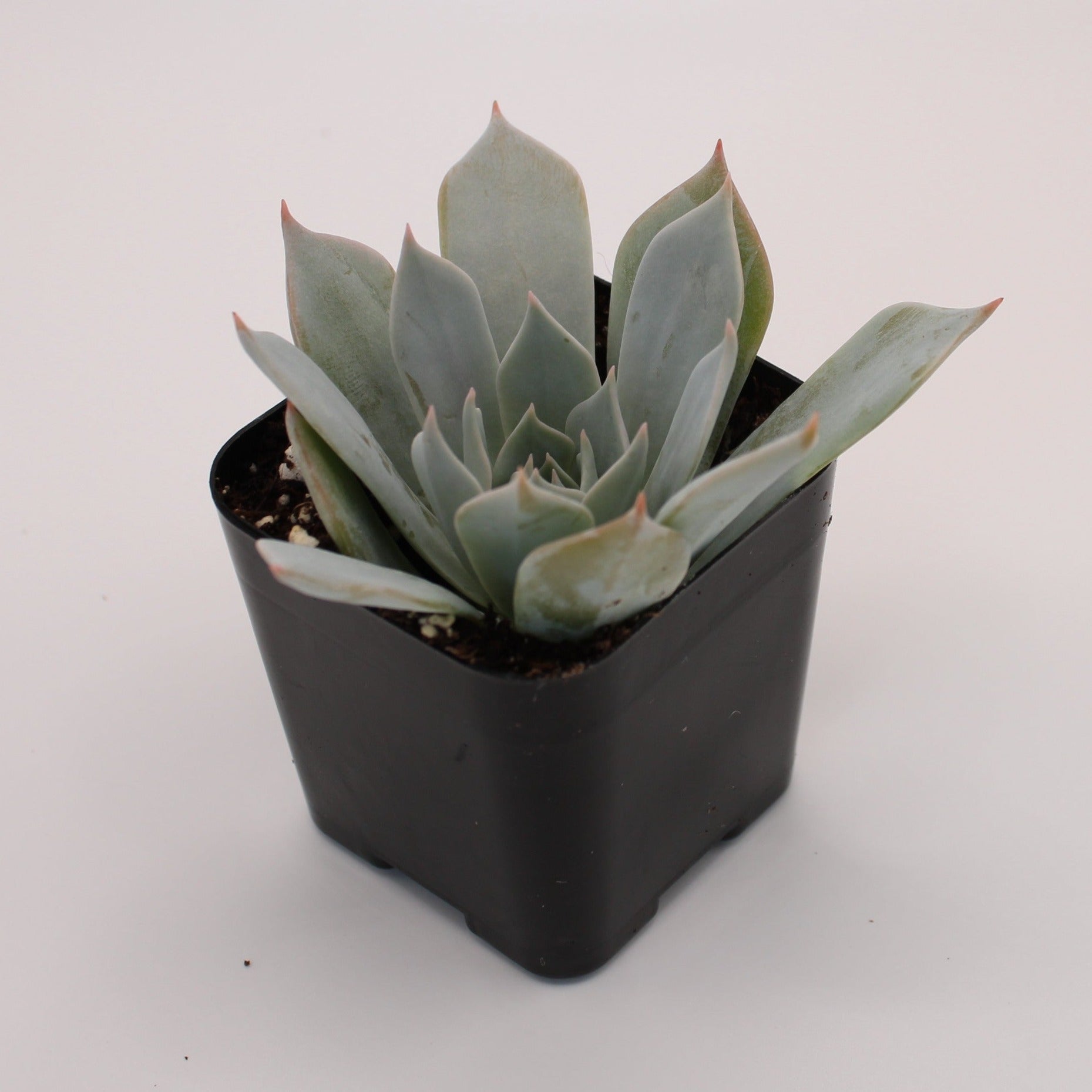 succulent morning beauty Echeveria Morning Beauty – Perfectly Rooted Succulents