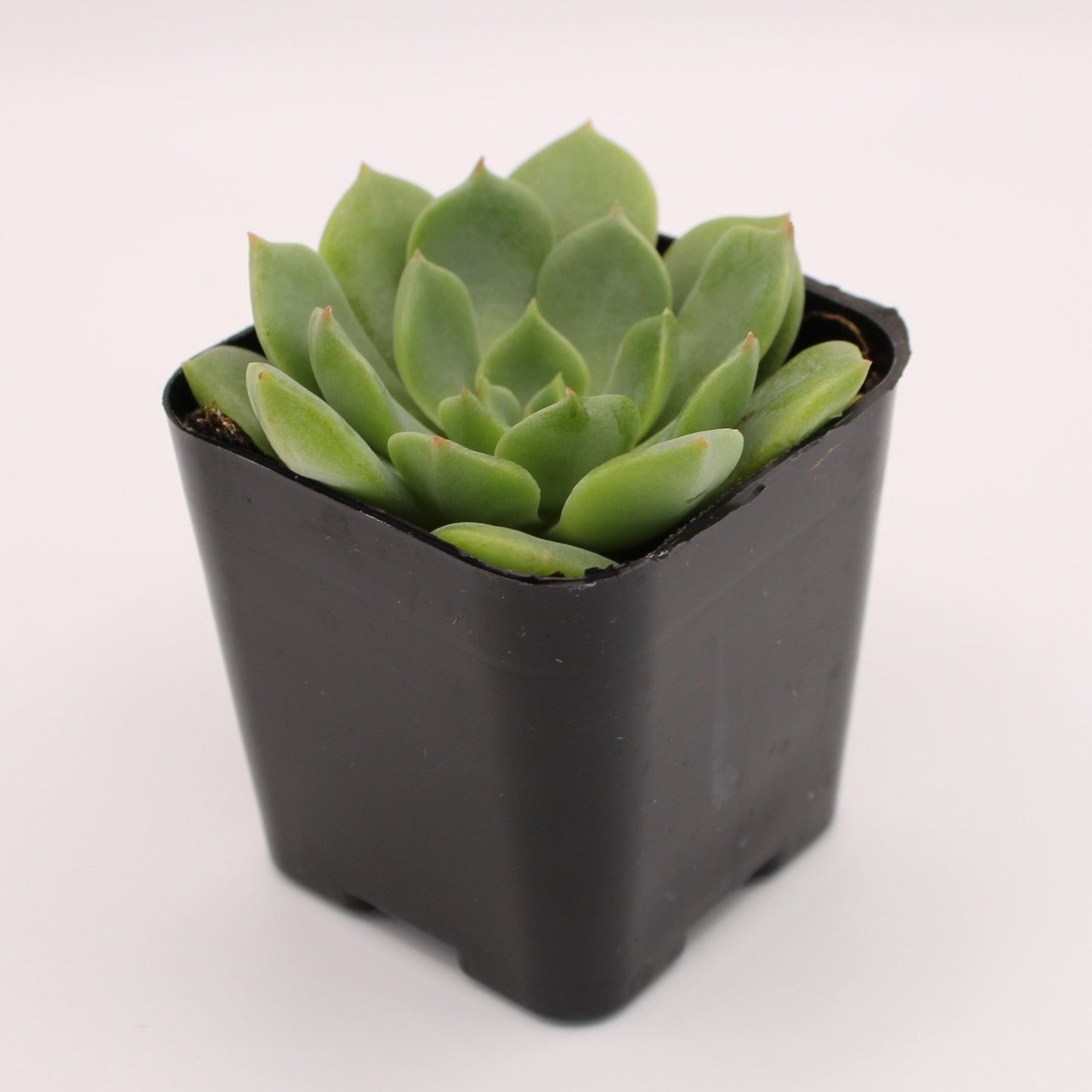 ramillette succulent Echeveria Ramillette – Perfectly Rooted Succulents
