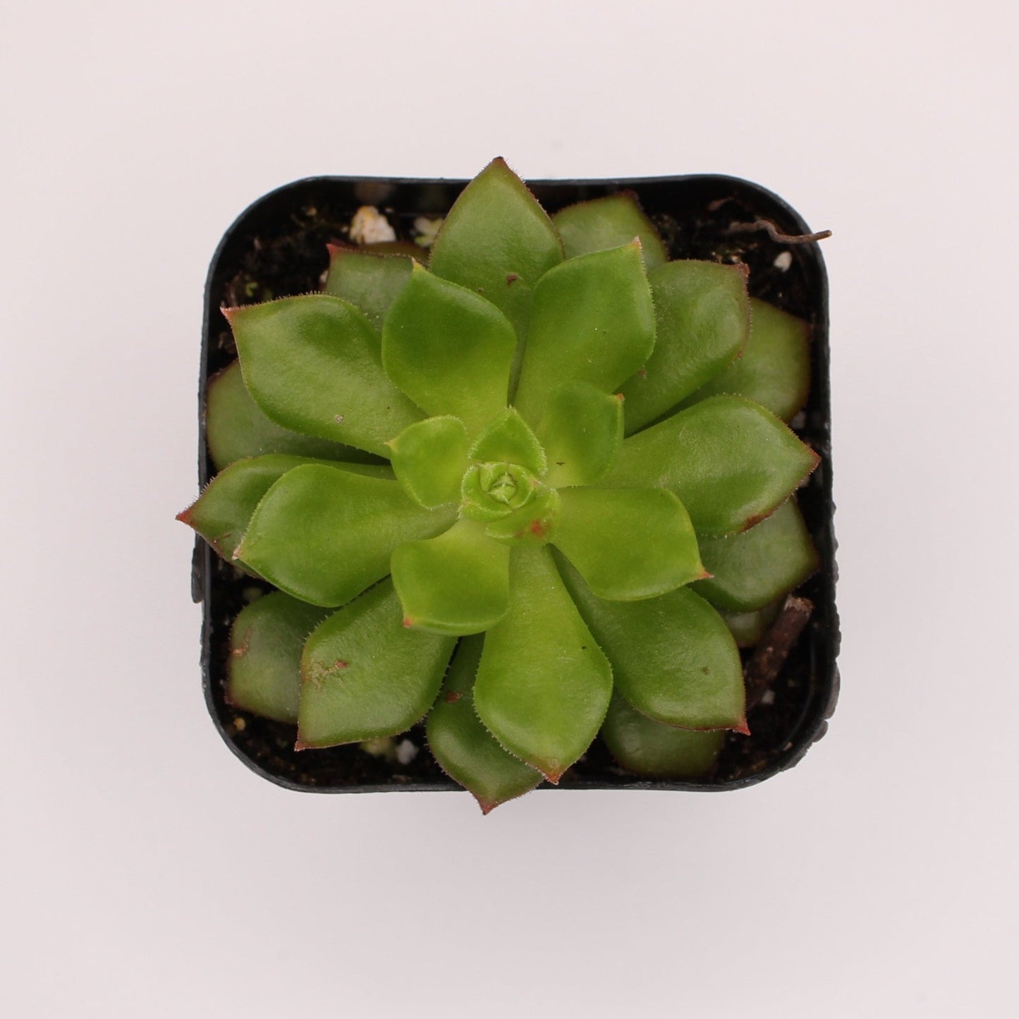 Echeveria Yamatoren