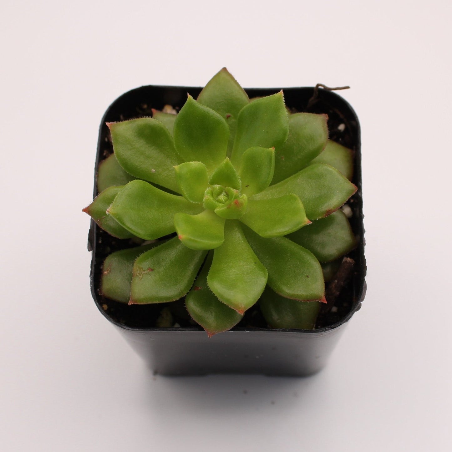 Echeveria Yamatoren