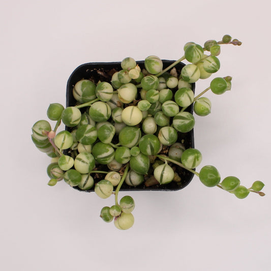 Senecio Variegated String of Pearls