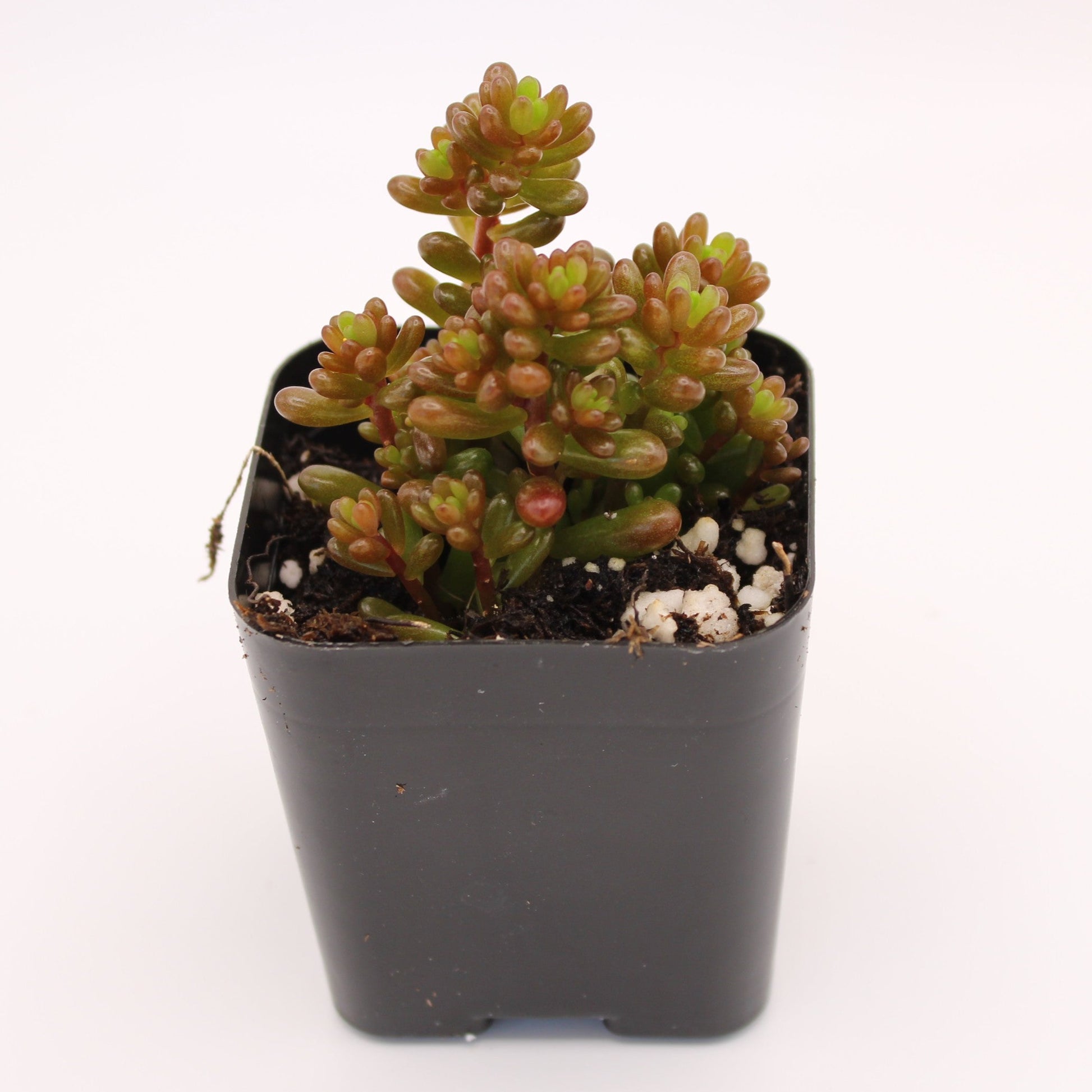 mini me succulent Sedum Mini Me – Perfectly Rooted Succulents