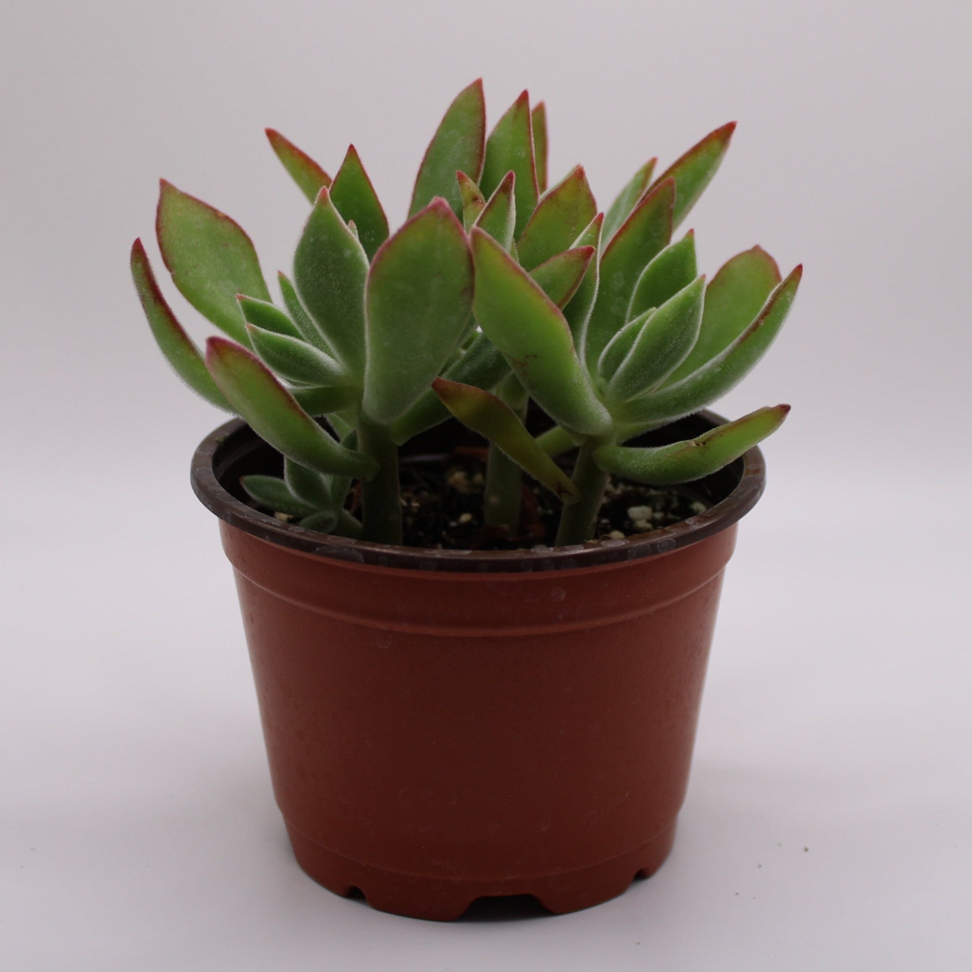 ruby slippers succulent care Echeveria Ruby Slippers – Perfectly Rooted Succulents
