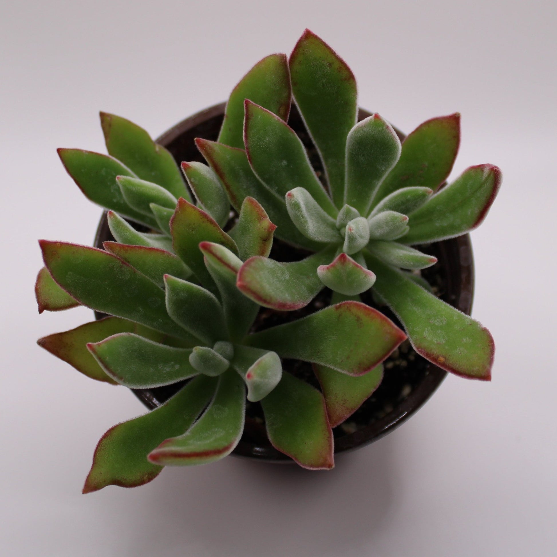 succulent ruby slippers Echeveria Ruby Slippers – Perfectly Rooted Succulents
