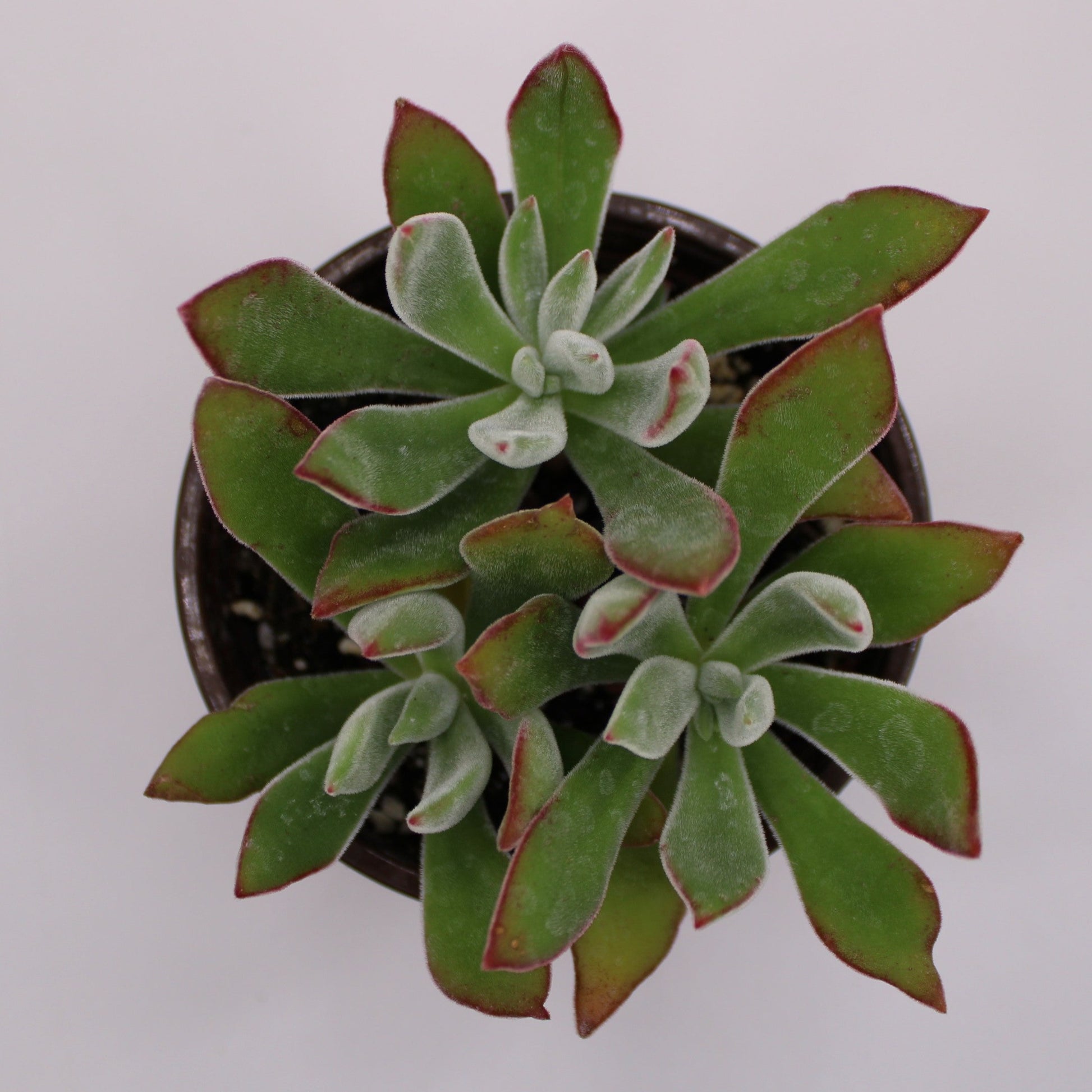ruby slippers succulent flower Echeveria Ruby Slippers – Perfectly Rooted Succulents