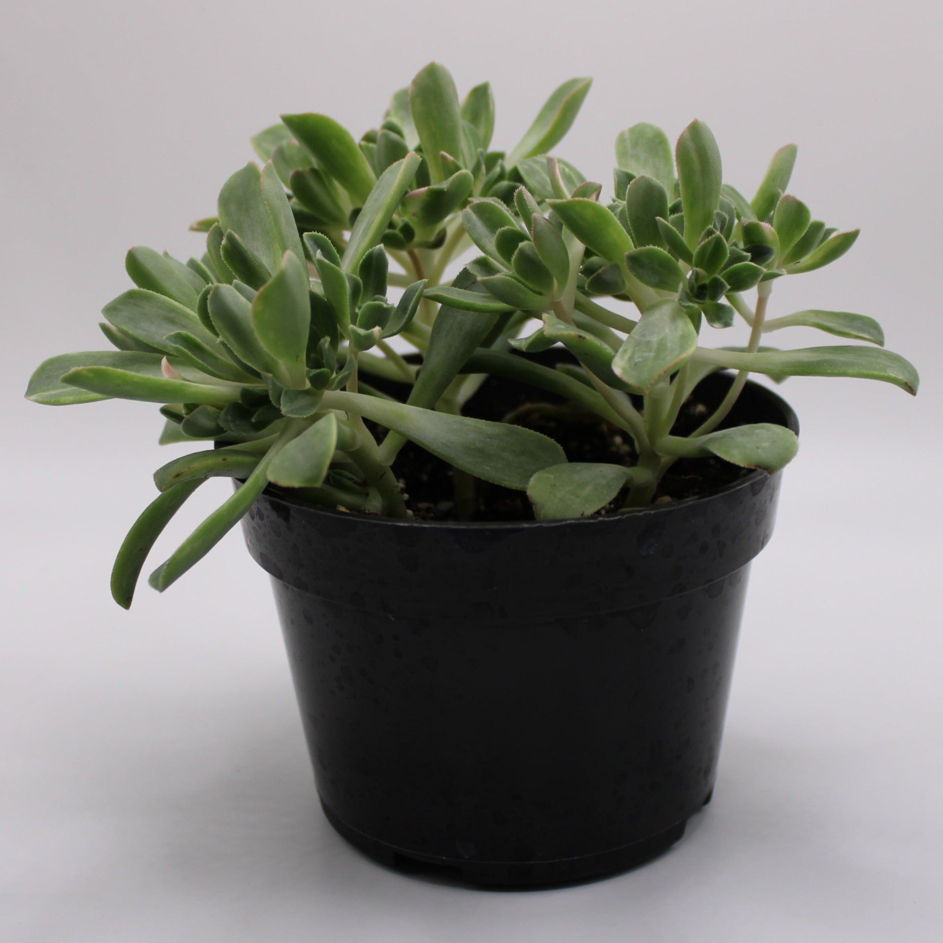 suncup succulent Aeonium Suncup – Perfectly Rooted Succulents
