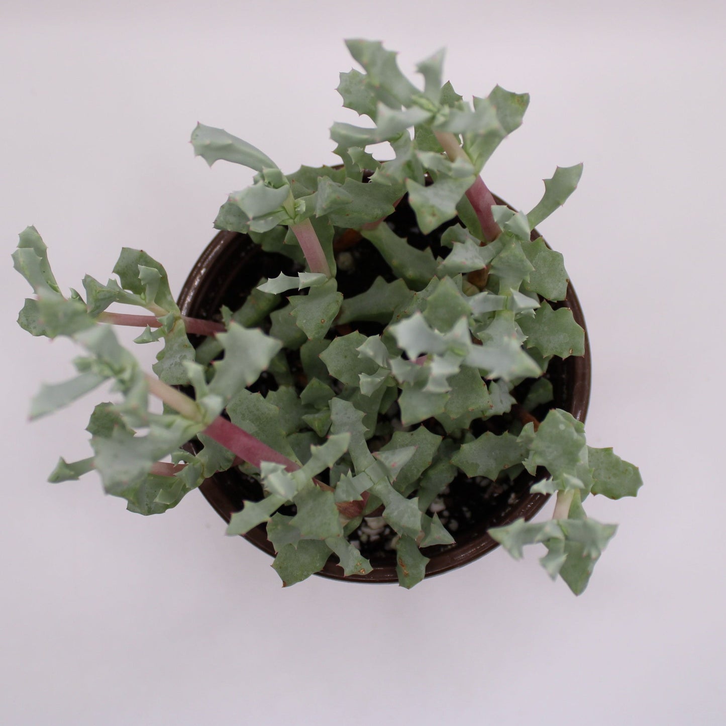 Oscularia Deltoides Pink Vygie