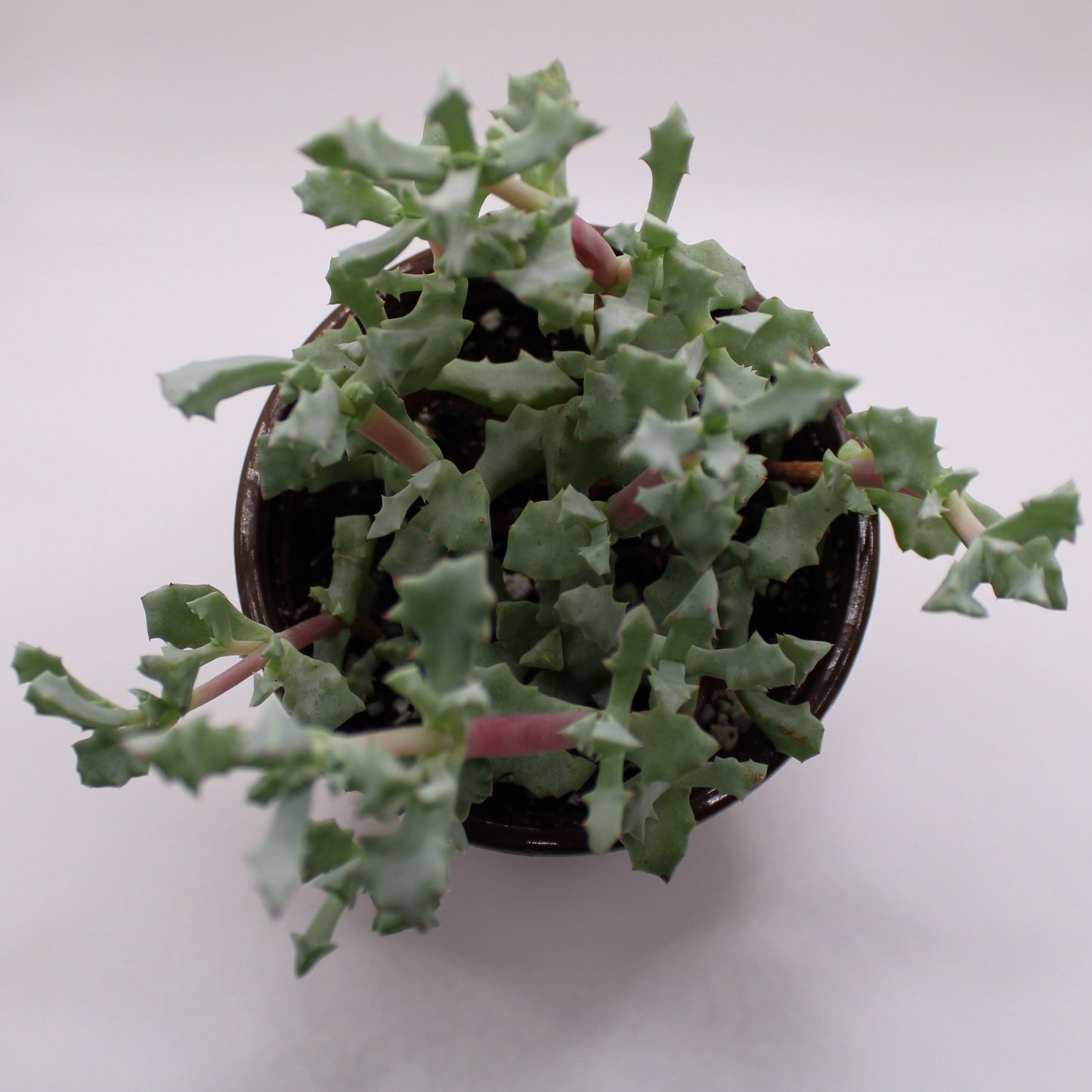 Oscularia Deltoides Pink Vygie