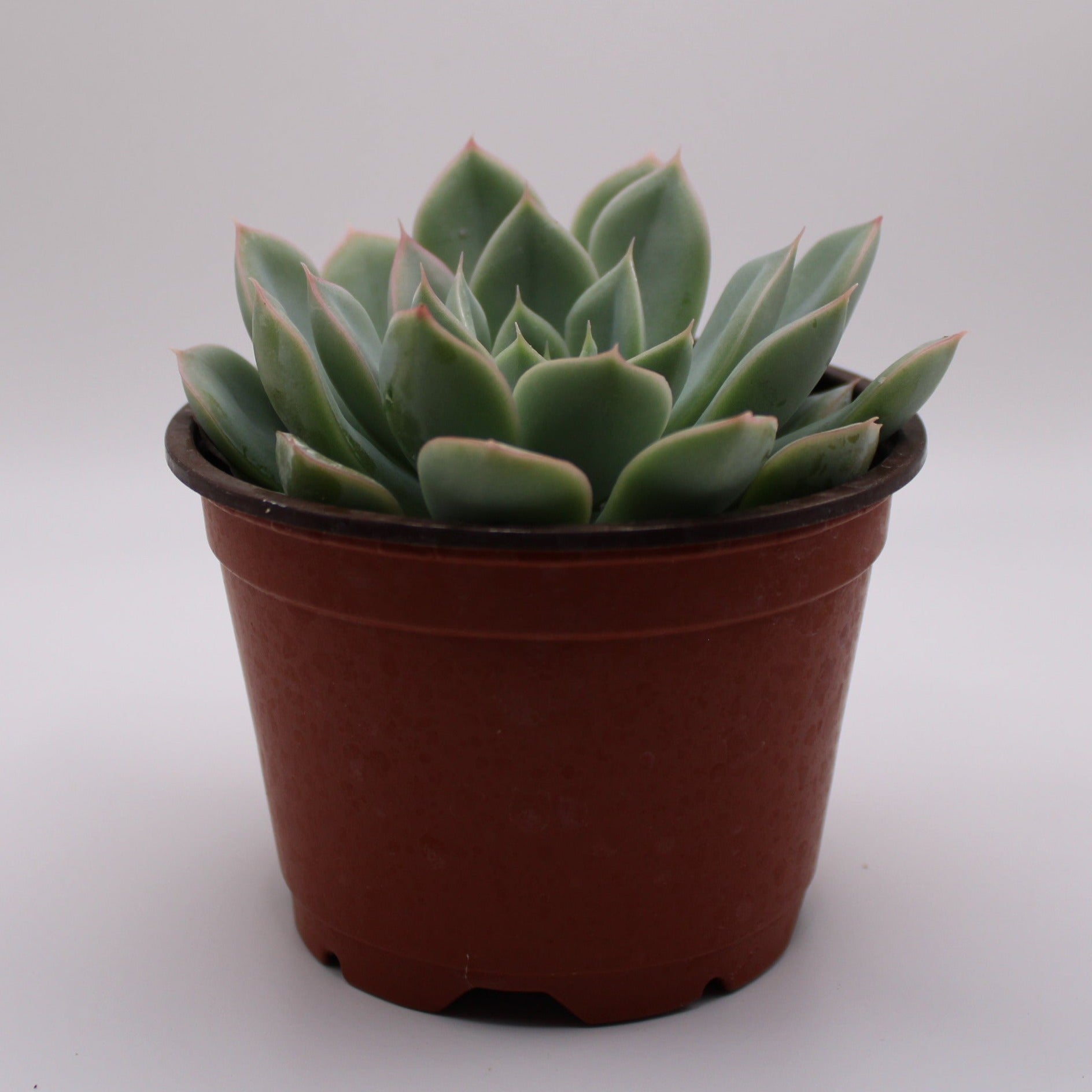 succulent light green Echeveria Light Green – Perfectly Rooted Succulents