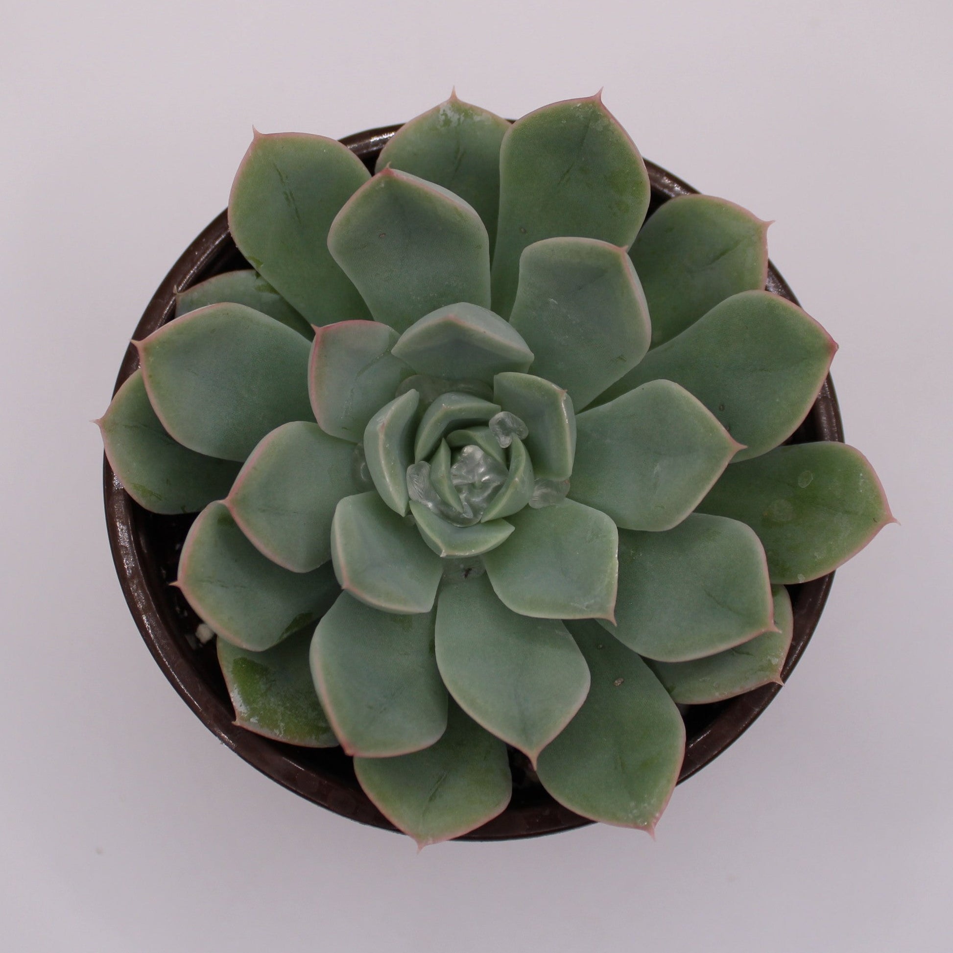 succulent light green Echeveria Light Green – Perfectly Rooted Succulents
