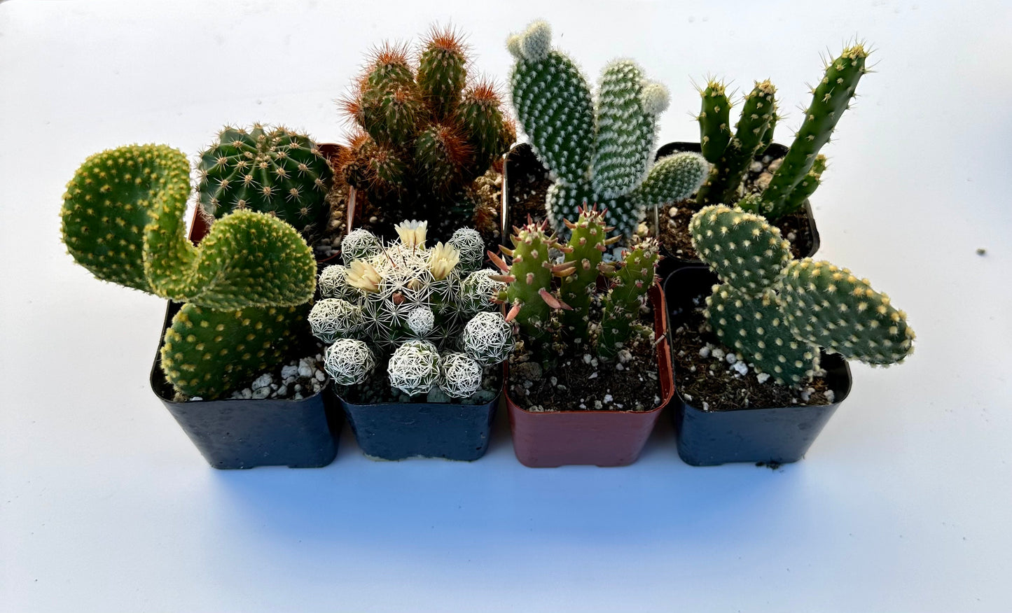 Cactus Bundle