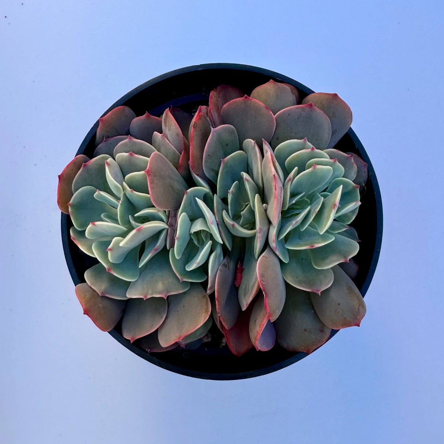 Crested Echeveria Imbricata Hybrid